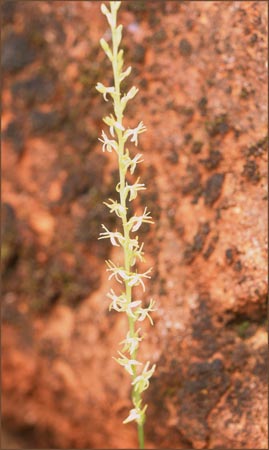 Piperia leptopetala, Narrow Petal Piperia