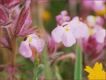 Triphysaria eriantha ssp rosea, Pink Butter and Eggs