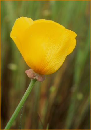 Eschscholzia californica, California Poppy