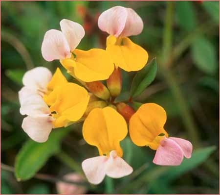 Bicolored Lotus, Lotus formosissimus