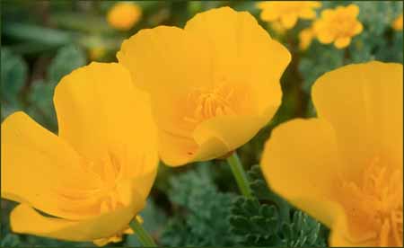 Eschscholzia californica, California Poppy