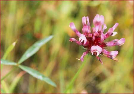 Tomcat Clover, Trifolium willdenovii