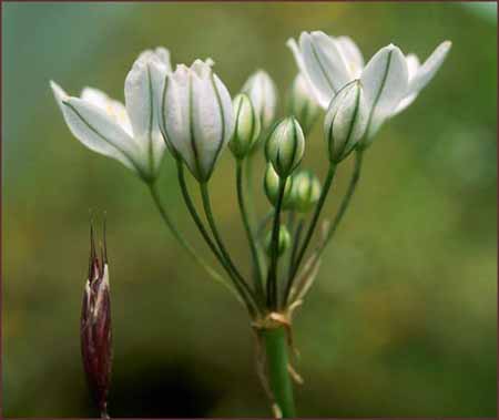 Wild Hyacinth, Triteleia hyacinthina