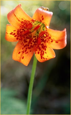 Lilium maritimum, Coast Lily