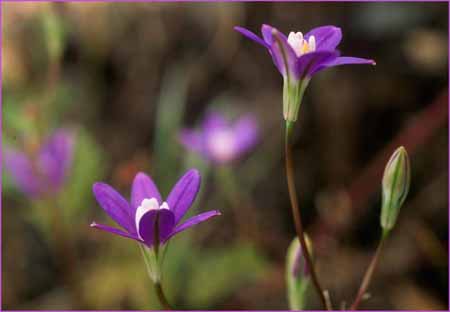 Star Brodiaea, Brodiaea stellaris