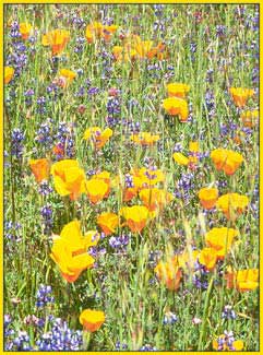 Eschscholzia californica, California Poppy