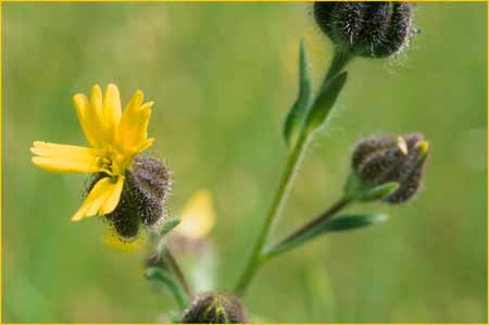 Slender Tarweed, Madia gracilis