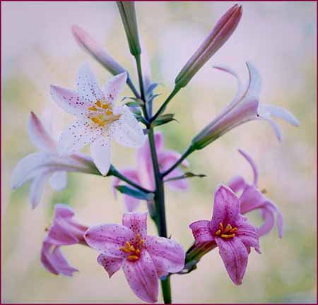 Chaparral Lily, Lilium rubescens