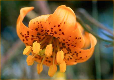 Columbia Lily, Lilium columbianum