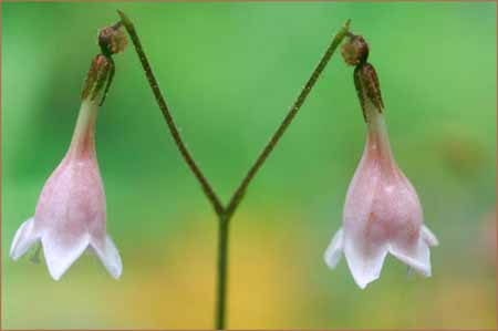 Linnaea borealis ssp longiflora, Twinflower