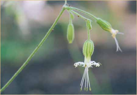 Lemmons Catchfly, Silene lemmonii