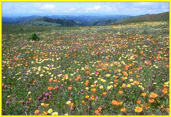 Eschscholzia californica, California Poppy