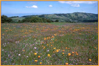 Eschscholzia californica, California Poppy