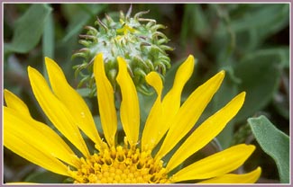 Grindelia stricta, Gumplant