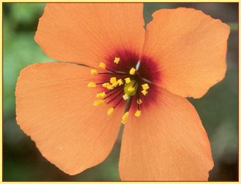 Stylomecon heterophylla, Wind Poppy