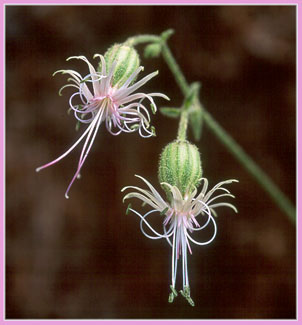 Lemmons Catchfly, Silene lemmonii