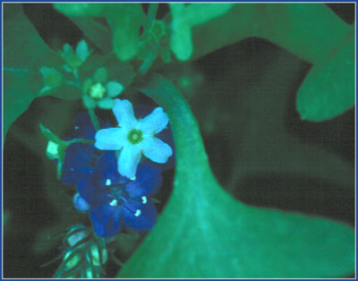 Pholistoma membranaceum, Fiesta Flower