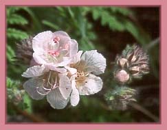 Caterpillar Phacelia, Phacelia circutaria var hispida