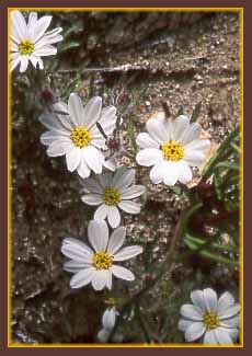 Mojave Desert Star, Monoptilon bellioides