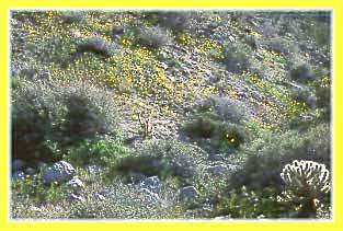 Eschscholzia californica sp, California Poppy