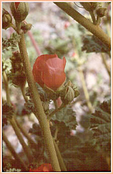 Desert Globemallow, Sphaeralcea ambigua