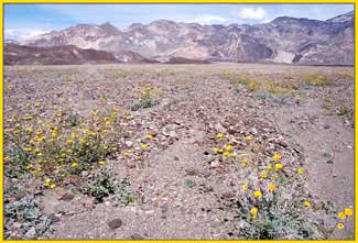 Mojave Desert