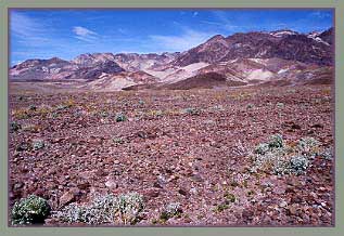 Mojave Desert