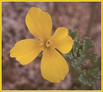 Eschscholzia glyptosperma, Desert Goldpoppy