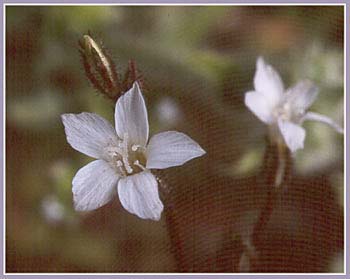 Phlox sp, Phlox