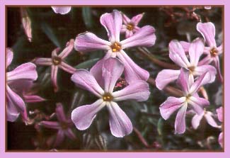 Phlox stansburyi, Desert Phlox