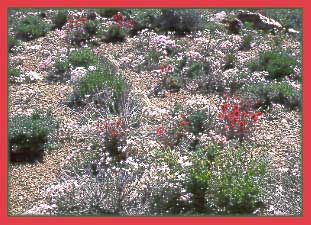 Phlox stansburyi, Desert Phlox