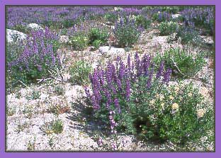 Lupine, Lupinus sp