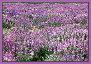 Lupine, Lupinus sp