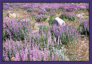 Lupine, Lupinus sp