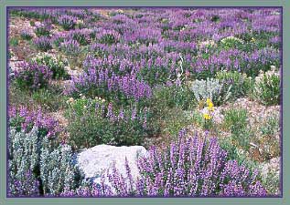 Lupine, Lupinus sp