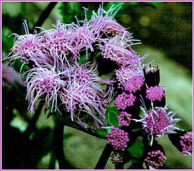 Gayfeather, Liatris sp