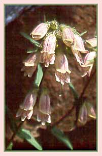 Whipples Penstemon, Penstemon whippleanus