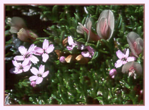 Phlox sp, Phlox