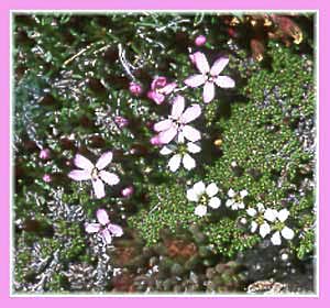 Phlox sp, Phlox