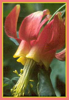 Crimson Columbine, Aquilegia formosa