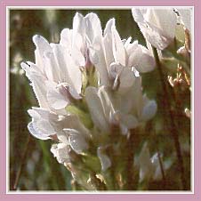 White Loco, Oxytropis sericea