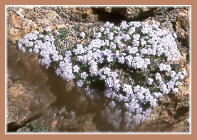 Phlox sp, Phlox