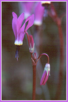 Hendersons Shooting Star, Dodecatheon hendersonii