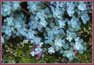 Sedum spathulifolium, Pacific Sedum