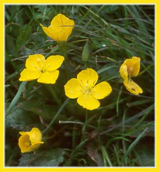 Camissonia ovata, Sun Cup