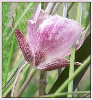 Calochortus umbellatus, Oakland Star Tulip