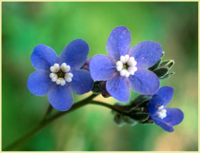 Cynoglossum grande, Hounds Tongue