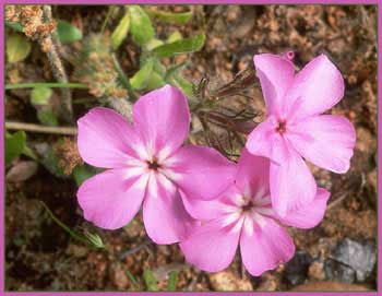 Pointed Phlox, Phlox cuspidata