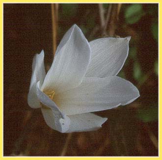 Rain Lily, Cooperia drummondii