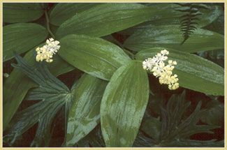 False Solomons Seal, Smilacina racemosa